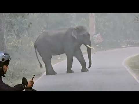 Tusker Blocked Road ! Rishikesh–Haridwar Road पर अचानक आया विशाल हाथी! 20 मिनट तक रुकी गाड़ी 