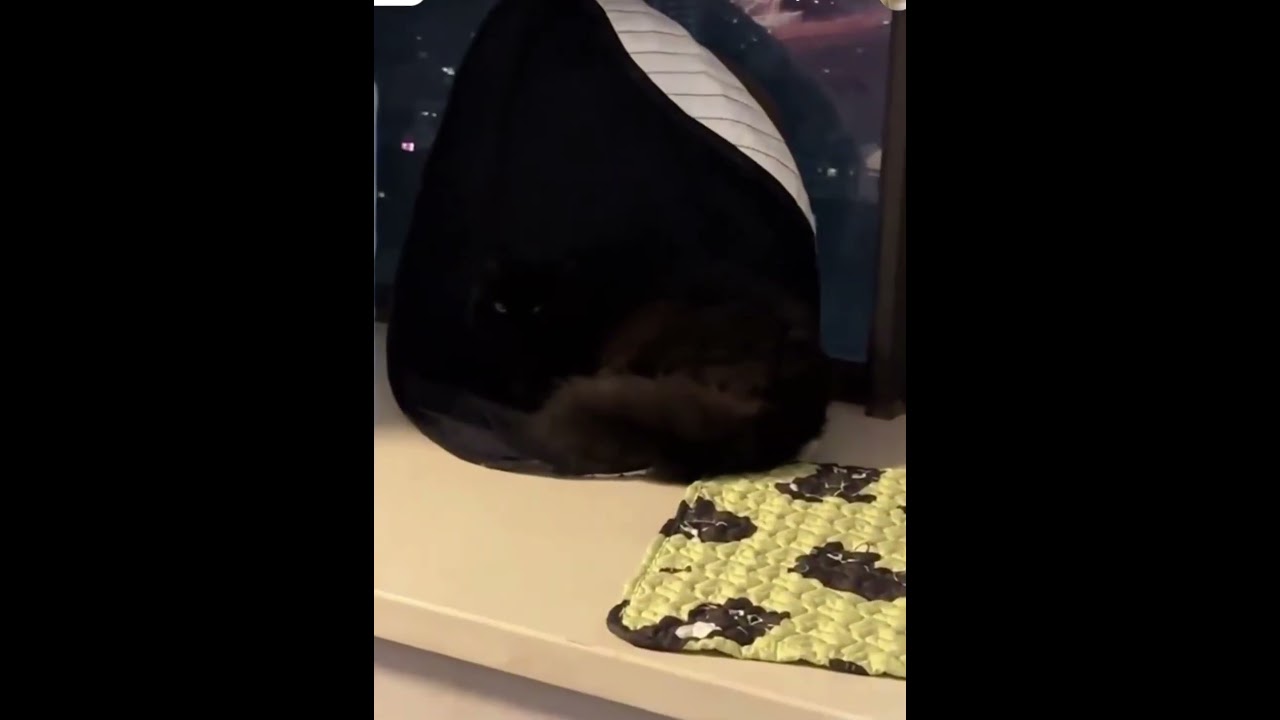 Black cats are spooky 😬🤣