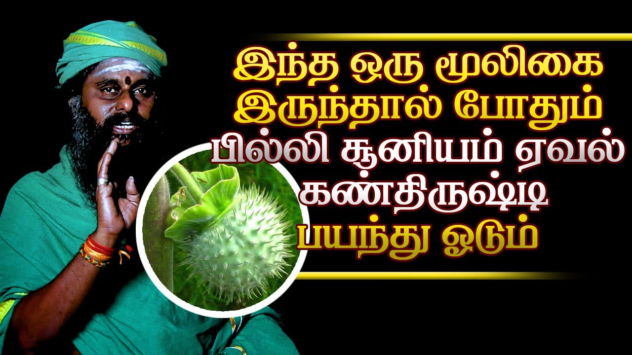 இந்த ஒரு  கரு ஊமத்தை இருந்தால் போதும்பில்லி சூனியம் ஏவல் கண்திருஷ்டிபயந்து ஓடும்