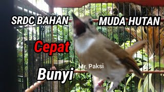 Suara SRDC Bali Betina Pancingan terbaik untuk srdc BAHAN/MUDA HUTAN