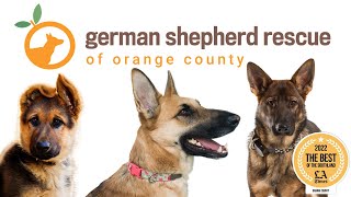 Yorba Linda small business of the week - German Shepherd Rescue of Orange County