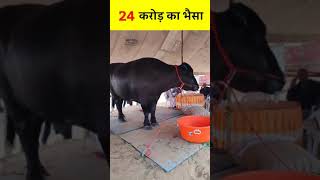 Most Expensive Buffalo In India Worth 24 Crore || YYfact #shorts #youtubeshorts #shortsfeed #viral