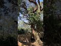 Daniel In The Forest, Morning Adventure, Гуляем В Лесу С Утра