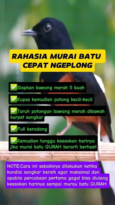 rahasia murai batu cepat ngeplong #muraibatu