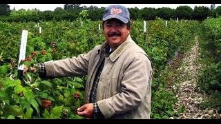 Видео США 2024: латинос и низкоквалифицированная работа в Америке (автор: SiliconValleyVoice)