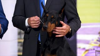 Westminster Kennel Club Dog Show: Doberman pinscher named Penny wins best in show