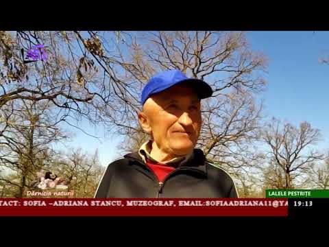 Dărnicia naturii - Lalele pestrițe Dărnicia naturii - Lalele pestrițe