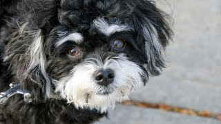 Havanese Socialization Tips: Meeting Dogs and People