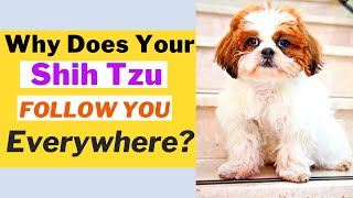 5 Reasons Why Your Shih Tzu Follows You Everywhere by Animal Digest 1,044 views 1 year ago 4 minutes, 38 seconds