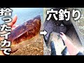 【エサ代ゼロ円】魚に襲われているイカを救助しましたが、手遅れだったのでエサして穴釣りしました。