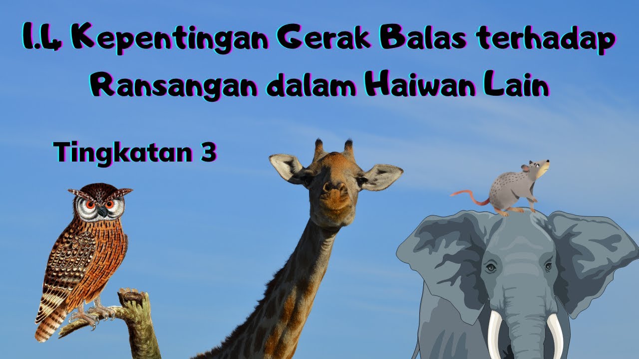 Sains Tingkatan 3 Kepentingan Gerak Balas Terhadap Ransangan Dalam Haiwan Lain Youtube