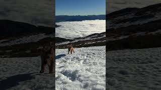 Výcvik Psa - Učíme Sa V Novom Prostredí .