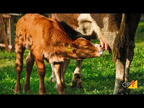 Vídeo: Por que o rublo depende do petróleo e não do gás ou do ouro? Por que a taxa de câmbio do rublo depende do preço do petróleo, mas a taxa de câmbio do dólar não?