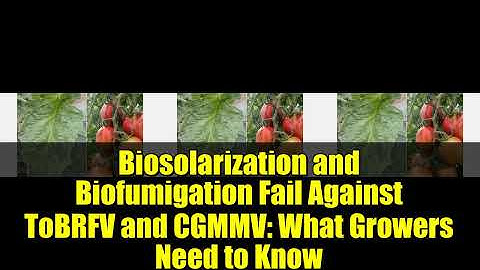 Biosolarization and Biofumigation Fail Against ToBRFV and CGMMV: What Growers Need to Know