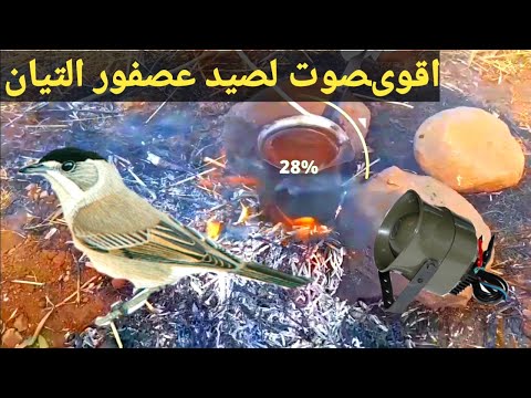 اقوى صوت لصيد عصفور التيان2022