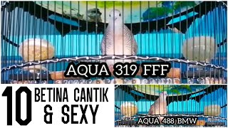 KOLEKSI PERKUTUT BANGKOK BETINA CANTIK SUARA LENGKAP RING AQUA & HMC BIRD FARM