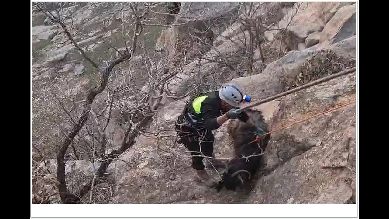 Siirt’te kayalıklarda mahsur kalan keçiler halatlı operasyonla kurtarıldı