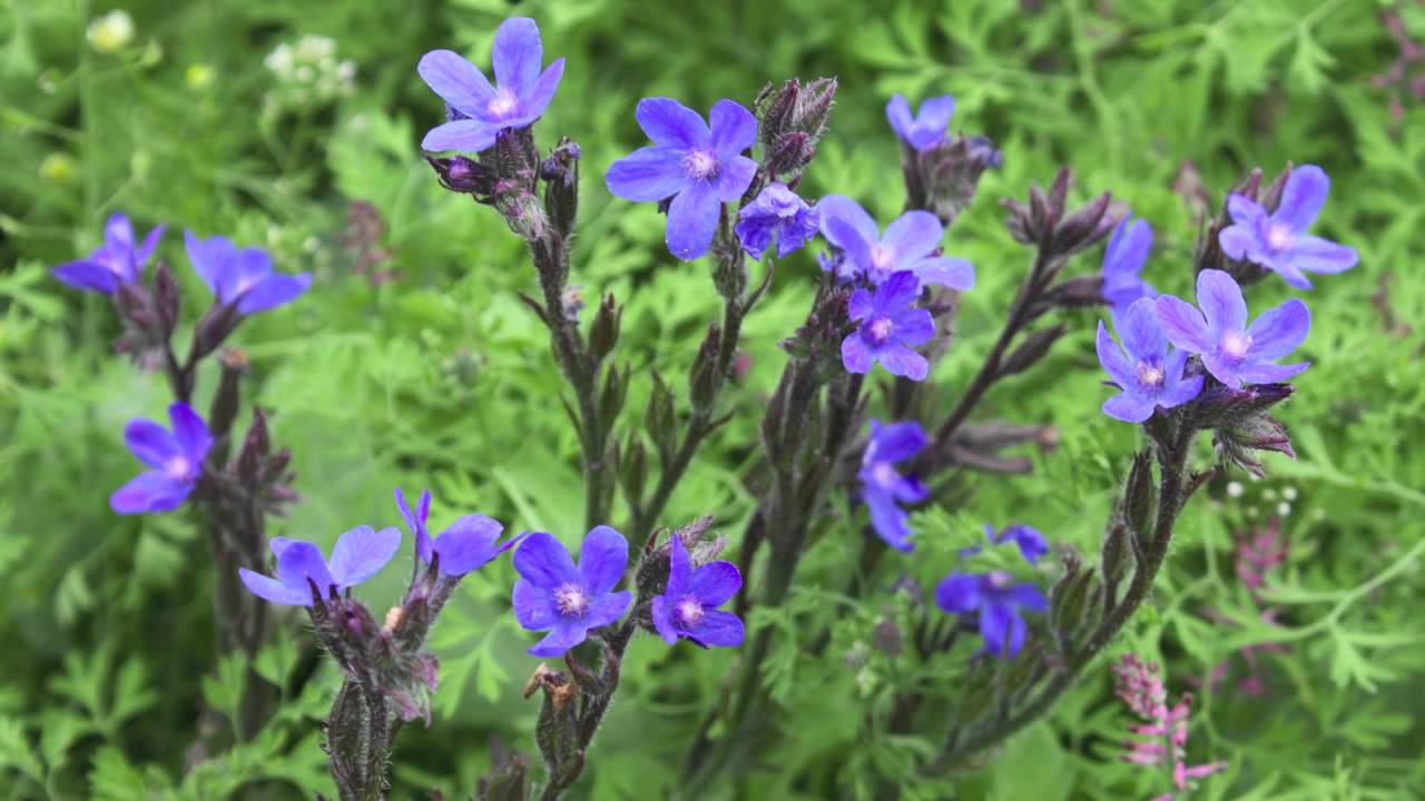 Large Blue Alkanet - Italienische Ochsenzunge - Anchusa Azurea