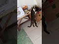 ngecek peralatan #cat #trending #viralvideo #catlovers #cute