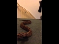 Most Agressive Boa Constrictor In The World mp3