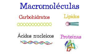 🌐 ¿Qué son las Macromoléculas? 🌐 [Fácil y Rápido] | BIOLOGÍA |