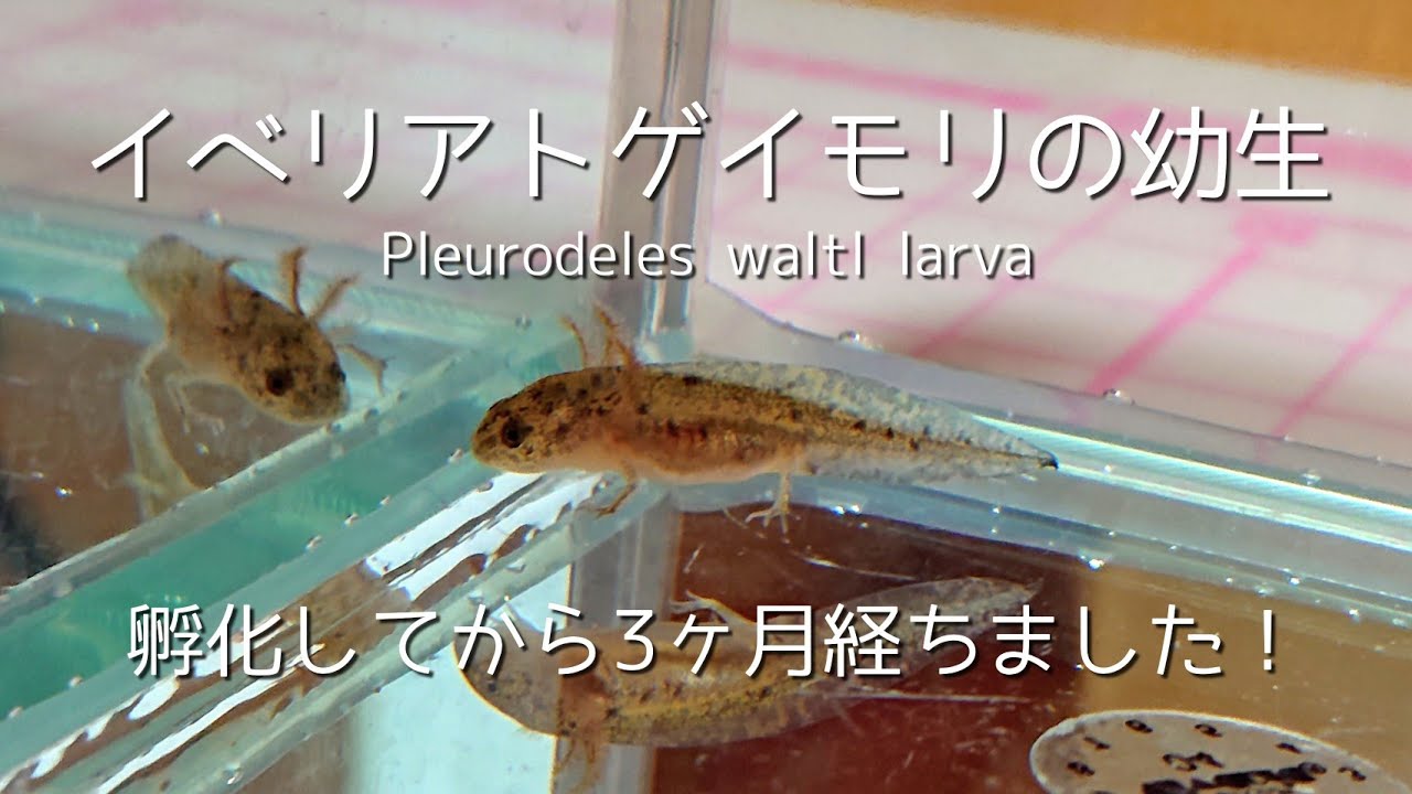 イベリアトゲイモリの幼生 No 281 孵化してから3ヶ月経ちました Pleurodeles Waltl Larva Youtube