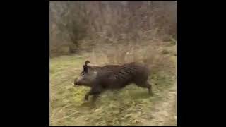 Аполон Јаниорски 21 Месец, У Гоњење Дивље Свиње При Другом Уласку У Гатер У Италији 26.02.2023.