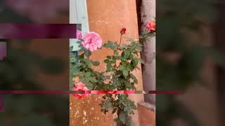 Ali tar Ali nahi tar geli udat Sam video edit