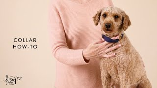 The Foggy Dog Collar How-To Video