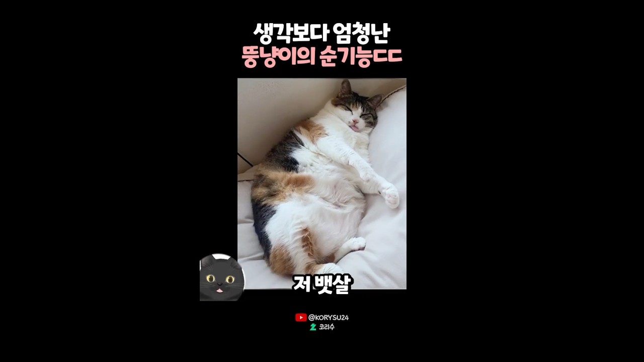 생각보다 엄청난 뚱냥이의 순기능ㄷㄷ