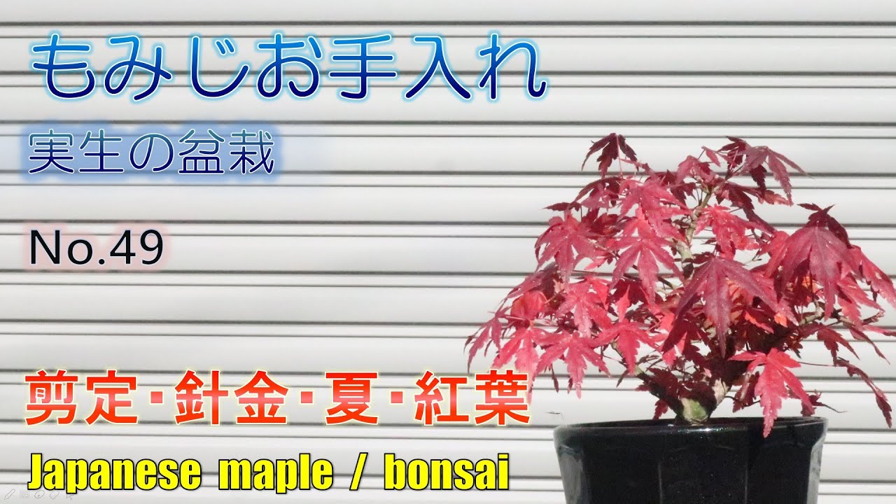 盆栽)もみじの紅葉 No.49 - YouTube