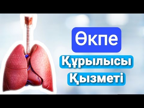 Өкпе | Қызметі | Құрылысы