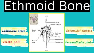 Ethmoid Bone // Cribriform plate, crista galli, perpendicular plate and sinuses of the ethmoid bone