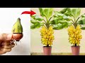 Unique Technique Of Propagating Bananas With Onions 100 Success Rate