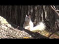 Brevard, NC Fall Color and White Squirrel having lunch. - 2015