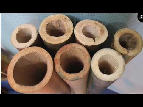 सह्याद्रीमधील मेस बांबू Mes Pseudoxytenanthera madhavii P. Tetali