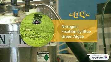 5 Importance of Algae