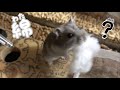 ハムスターに綿をあげたらすごいスピードで巣作りしだした!If you give cotton to a hamster, you made a nest with great speed