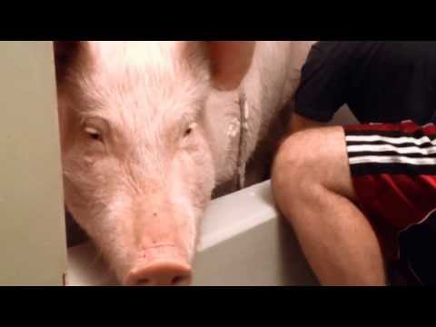 Bathtime with Esther the Wonder Pig