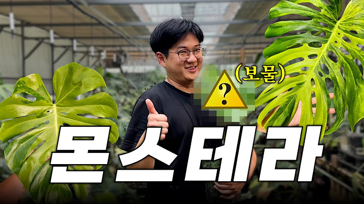 Garden King Treasure Monstera ⚠️First Release⚠️ㅣThe world of Monstera, which seems all the same b...