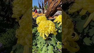 KOKKA-NO-TAKESHI MUMS #chrysanthemums #flowers #flower #shorts #youtubeshorts #shortvideo #short #yt