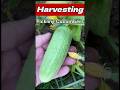 Harvesting Pickling Cucumbers #gardening #cucumbers #pickles #picklingcucumbers