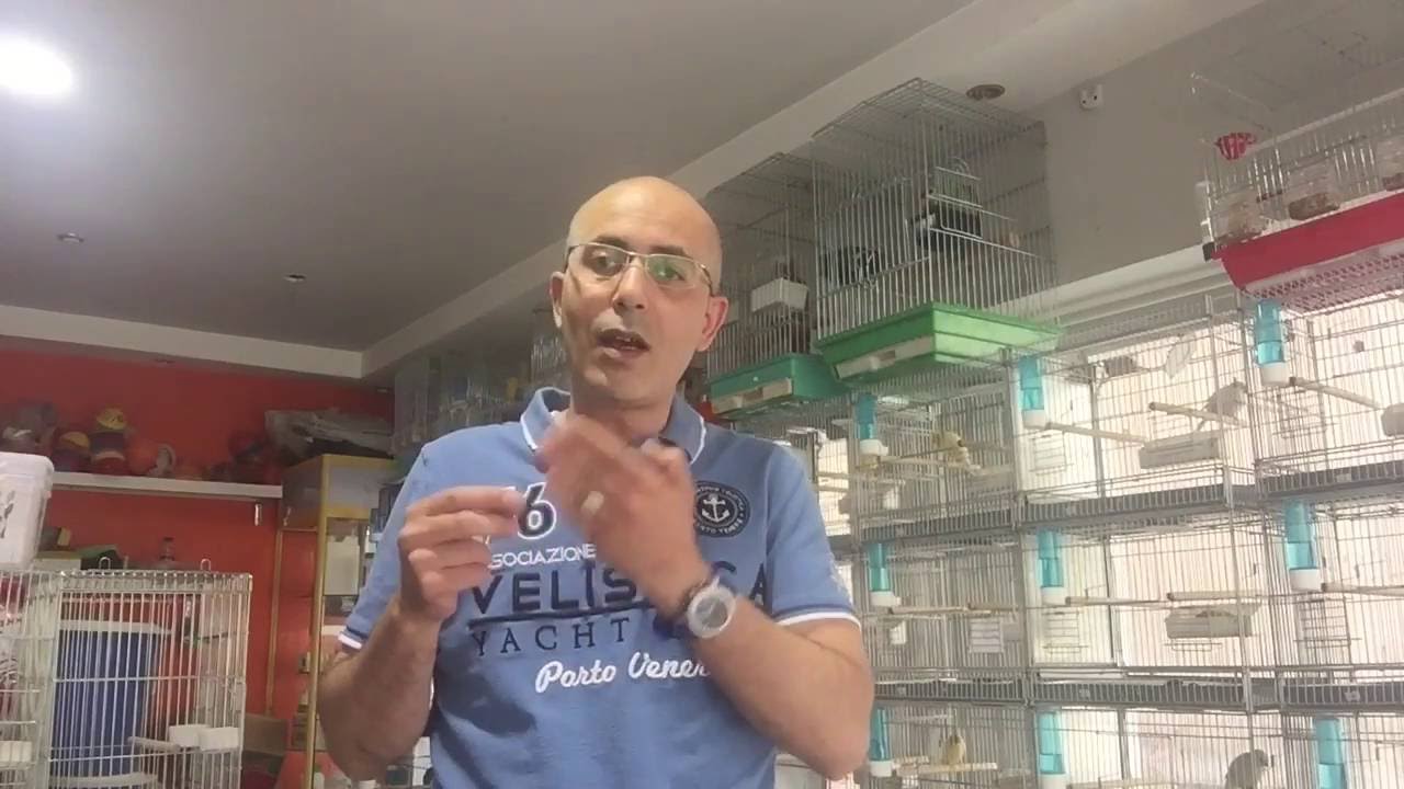 اسباب موت فراخ الكناري تحت الام بعد الفقس