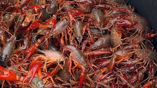 No crawfish claw left behind 👊🏻 by The Cajun Ninja 1,218 views 1 day ago 1 minute, 30 seconds