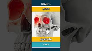 🇬🇧🇳🇴 orbit - øyehule : learn English : la oss lære engelsk : vocabulary builder