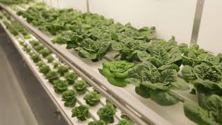 All About Shipping Container Farming FAQ with Grow Pod Solutions