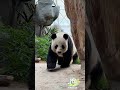 Adorably Closing The Distance | iPanda #shorts #HKPanda