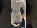 Adorably Closing The Distance | iPanda #shorts #HKPanda