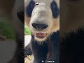 Adorably Closing The Distance | iPanda #shorts #HKPanda