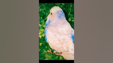 تلاوة خاشعة الشيخ صالح بن حميد